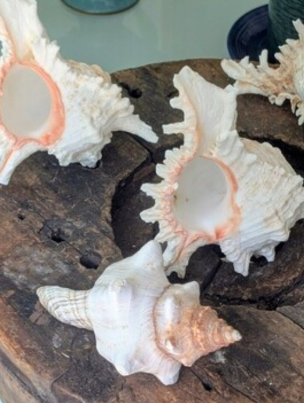 Large Coastal Shell Collection | 3 Murex Conch | 2 Fox Conch